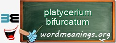 WordMeaning blackboard for platycerium bifurcatum